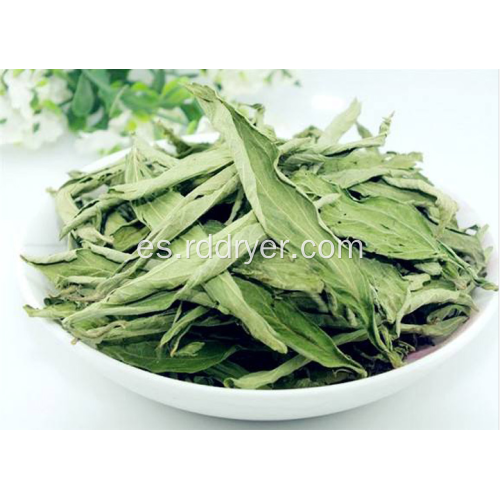 Secador de stevia, equipo de secado de estevia